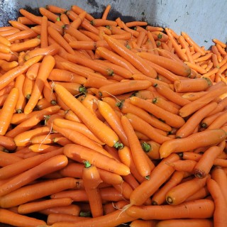 Marchew 5kg
